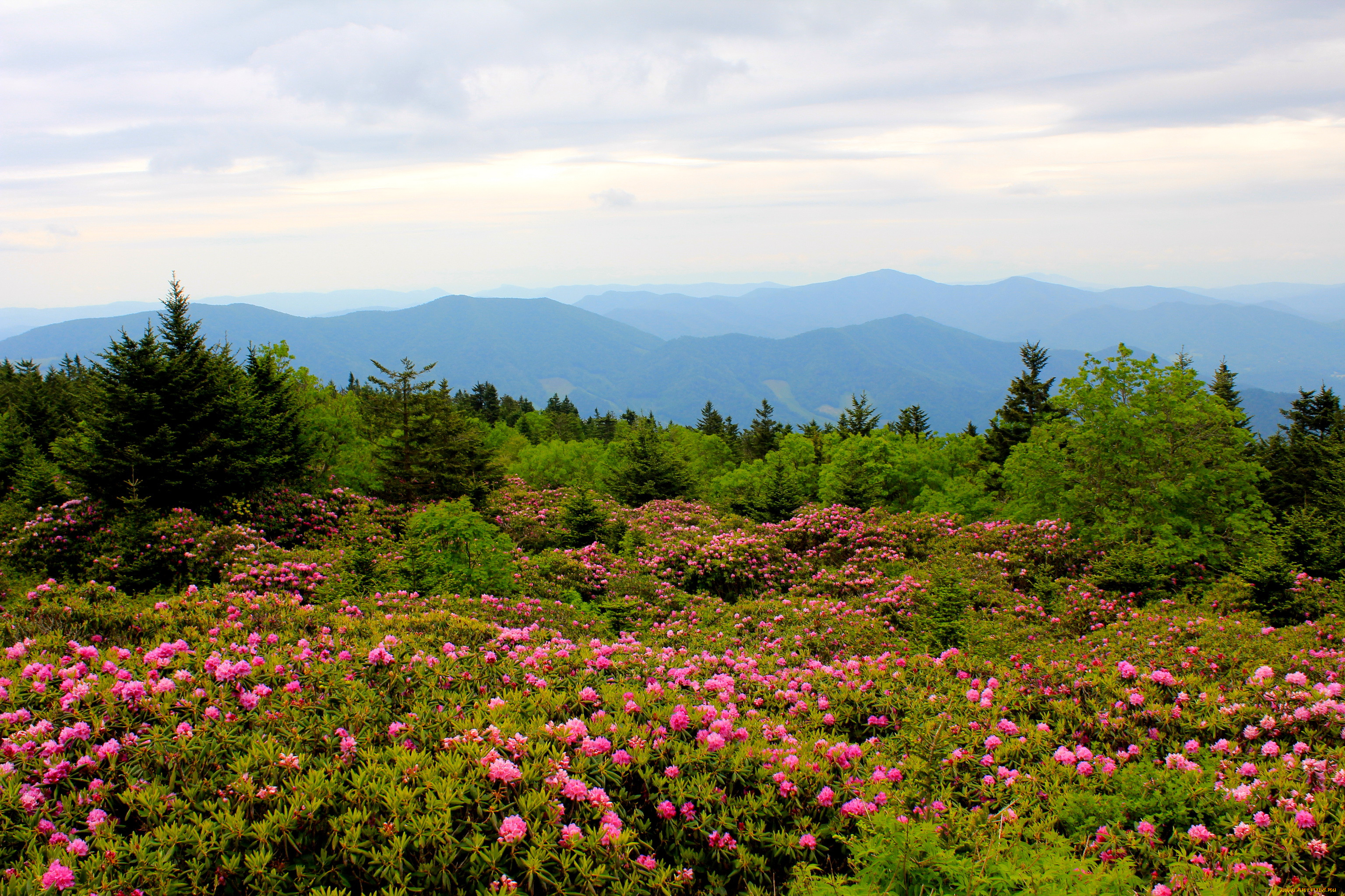 mountain, rhododendrons, north, carolina, , , , 